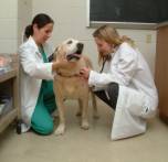 Veterinarian with dog